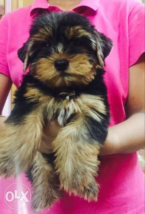 Yorkshire terrier-male female pups