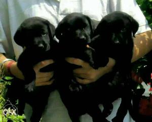 Z black labrador puppy available for show home