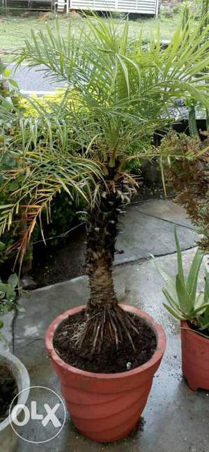 One Cycas plant 10 years old