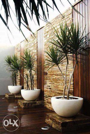 Three White Palm Plants