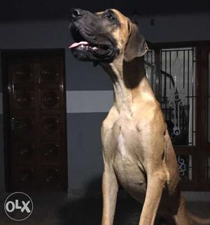 10 months old greatdane male puppy. compact show