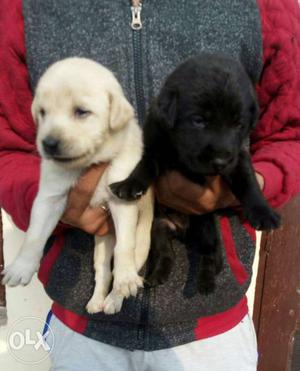 100% pure quality all breeds puppies for sale in Lowest