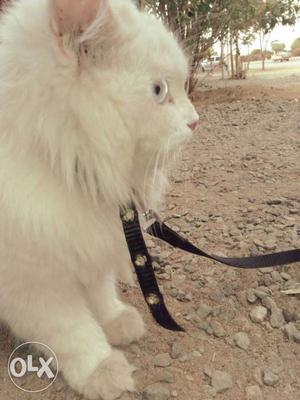12 months old cute&beutiful female percian cat