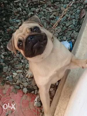 1fst quality pug femail 6months