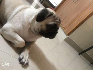 2 yr old male pug dog. Available for crossing.