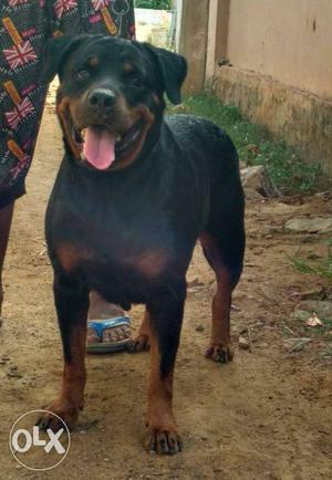 3 years old female rottweiler for sale!