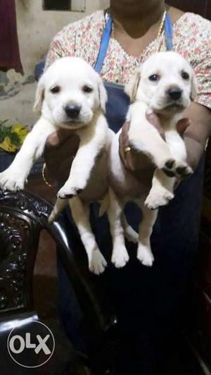 34 days Labrador puppies available in kochi
