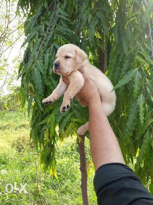 35 days old Labrador retriever puppies male and