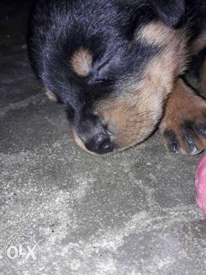 35days old female Rottweiler redy for sale. price