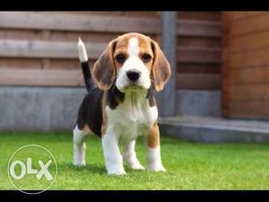 !! 39 days old Beagle & Shih tzu & York shire pups & Lasha