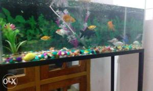 3feet fish tank with all accessories urgent sale