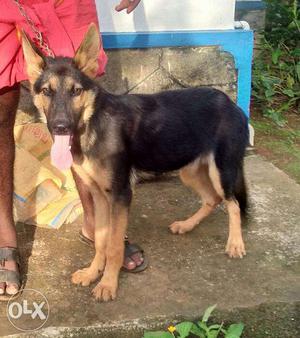 4 months old German shepherd male puppy for sale