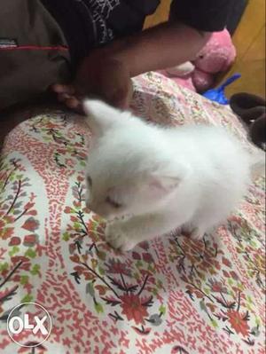 4 persian kittens /-EACH 1 month old for