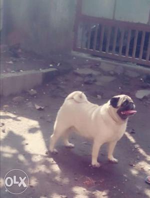 4 year old certified pug available on kochi
