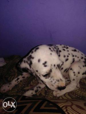 40days old male Dalmatian puppy for sale.price is