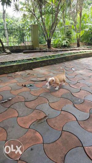 40days old pitbull female puppy