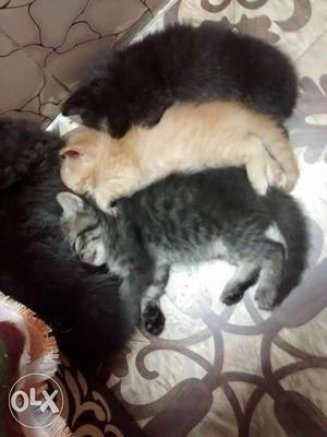 5 Persian cute kittens