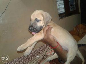 50days great dane fawn puppy for sale