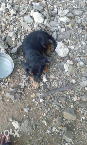 50days old Rottweiler female champion line show quailty with