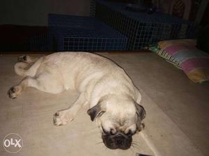 6month age. female pug. complete all vaccine