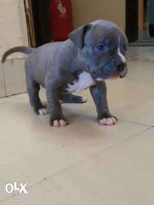 7 American bully serious buyer no waste time no faltu call