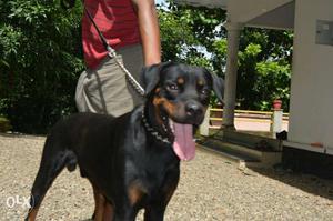 8 months old rott male puppy for sale