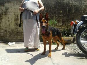 9 months old GSD pup available