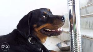 A Rottweiler Available For Sell