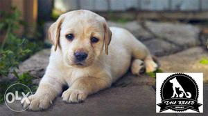 All breed superb quality male female puppies