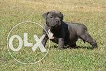Ambully importline pups of our breeding famous in