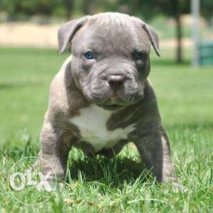 American Bully is in grey colour with white