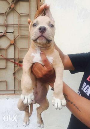 American bully Puppy available At Dog kingdom