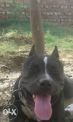 American bully male for crossing not for sale