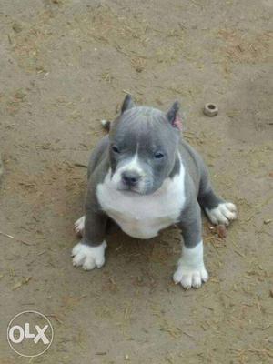 American bully puppy top quality