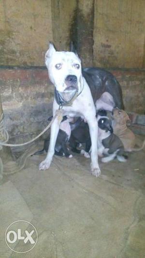 American pitbull male and female puppies sale