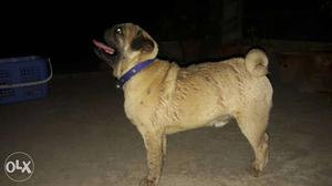 Awesome quality 7months pug male sle full