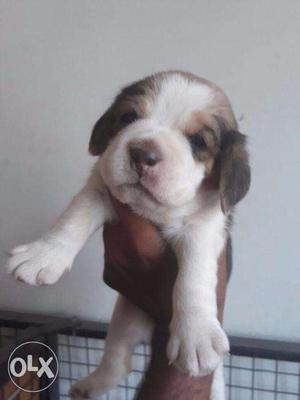 Beagle Puppies Available At Indian Dog World