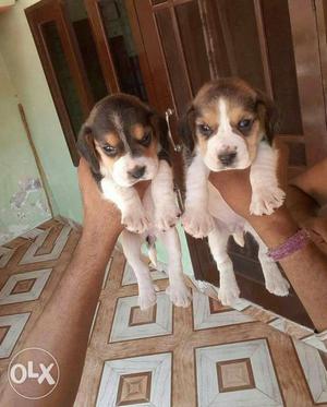 Beagle female puppy available.