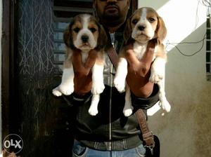 Beagle puppies available pure breed top quality