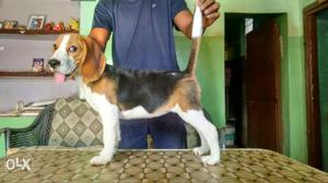 Beagle puppy for sale 7 month Old... with Cage &