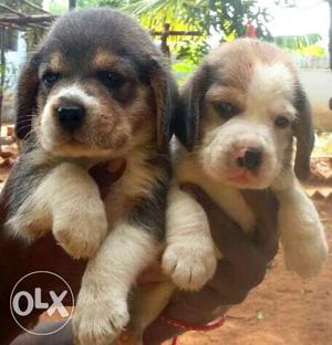 Beautiful good quality cirtified beagle puppies