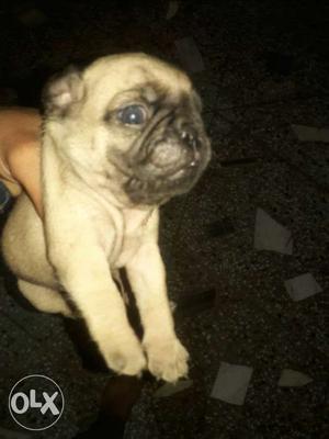 Best Quality and Healthy Male Pug For Sell
