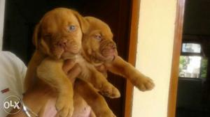 Best quality French mastiff puppies available