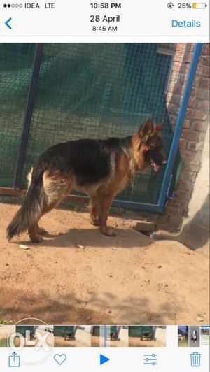 Black And Brown German Shepherd Screen Shot