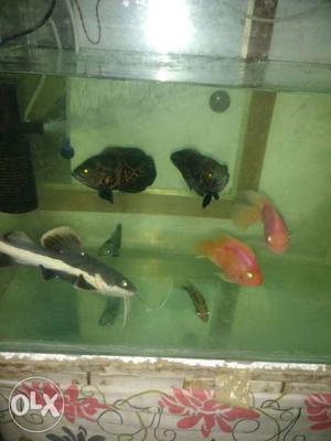 Black And Pink Fish In Aquarium
