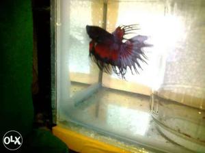Black And Red Betta Fish