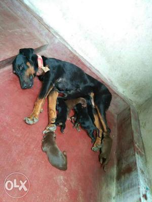 Black And Tan Doberman Pinscher With Puppies