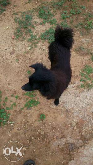 Black Long Coat Medium Sized Dog