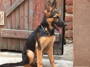 Black & Red Male GSD import quality, fully vaccinated nd
