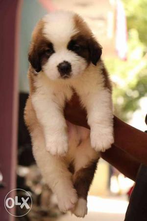 Black and red colour saint bernard pupp all breed pupp sell
